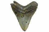Serrated, Juvenile Megalodon Tooth - North Carolina #361731-1
